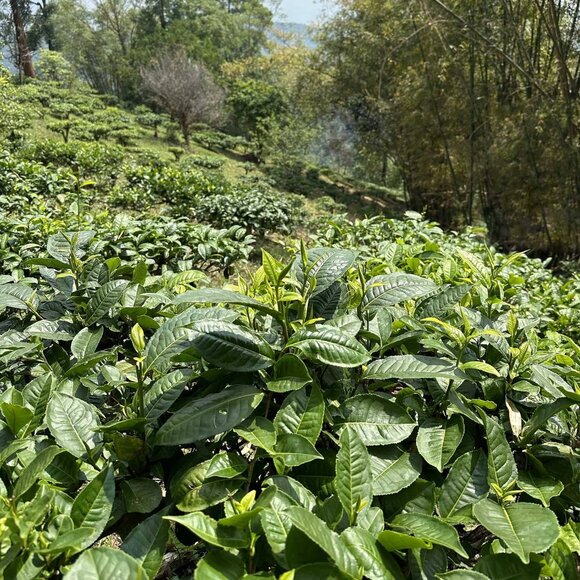 Rishi Organic Earl Grey Tea - Loose Leaf - 1 lb bag - Picture 2 of 7